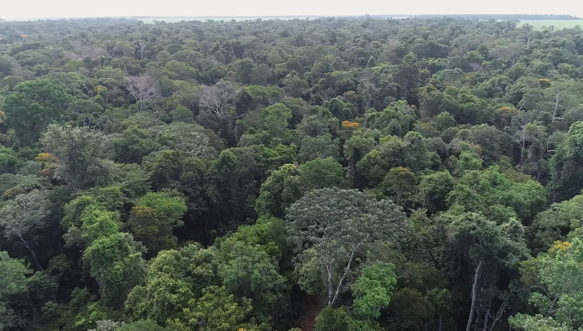 Áreas de conservação de espécies somam 62 milhões de hectares no país